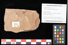 Foto (Objekt + Etikett) von Quercus palaeoilex Ettingshausen (NHMW-GEO-2024-0188-0926)
